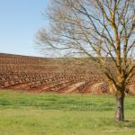 Barossa Valley