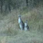 Pappwallabies